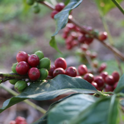Coffee cupping (EN) 26.08.2026